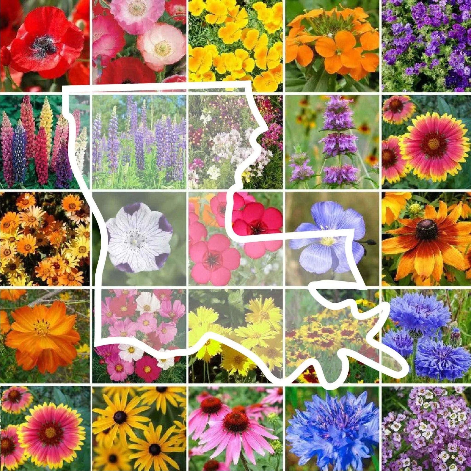 Wildflower Seed Mix - Louisiana State Perennial & Annual - 1000 Non-GMO Seeds - 25 Varieties for USA Gardens