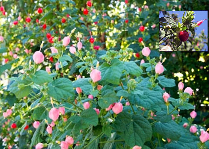 Turk's Cap Seeds - 7 Pink & 8 Red - Organic Sleepy Mallow Hibiscus - 10/2024 Harvest