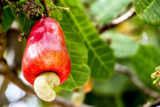 Cashew Tree Seeds for Planting (6 Seeds) - Anacardium occidentale - Tropical Fruit, Nut Tree, Organic Gardening