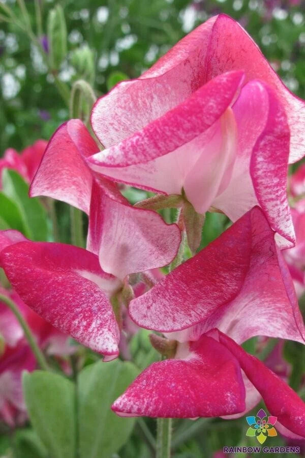 50+ Sweet Pea Seeds - Solway Classic Semi-Dwarf - Lathyrus odoratus - USA - Free Shipping