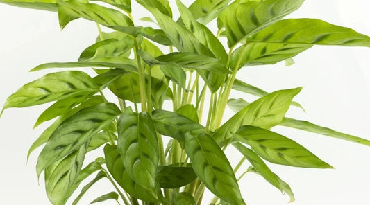 Calathea Bachemiana Seeds - 25+ Pack for Garden Planting - USA Grown - Free Shipping