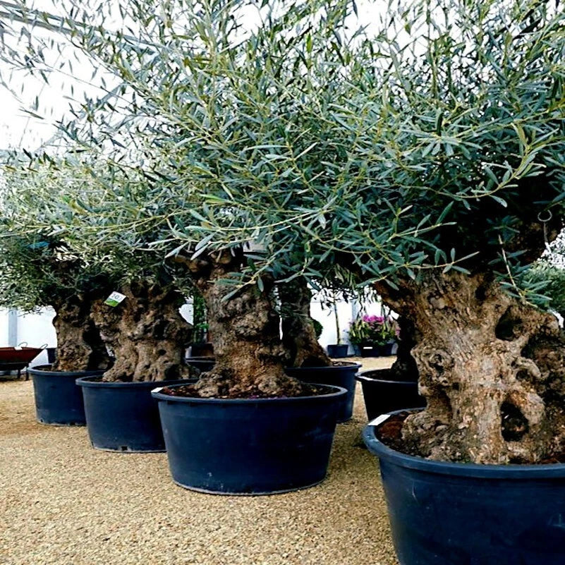 Canino Olive Tree Seeds - 20 Pack - Olea europaea - European Common Edible Fruit Plant