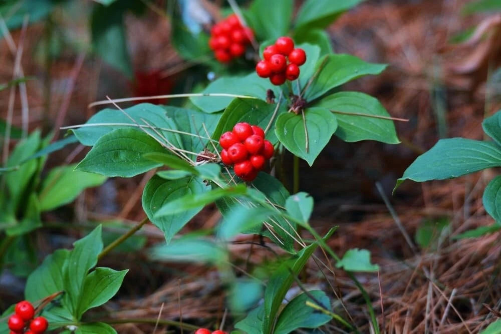 Bunchberry Bush Seeds - 30 Pack - Cornus Canadensis - Bunchberry Dogwood for Planting