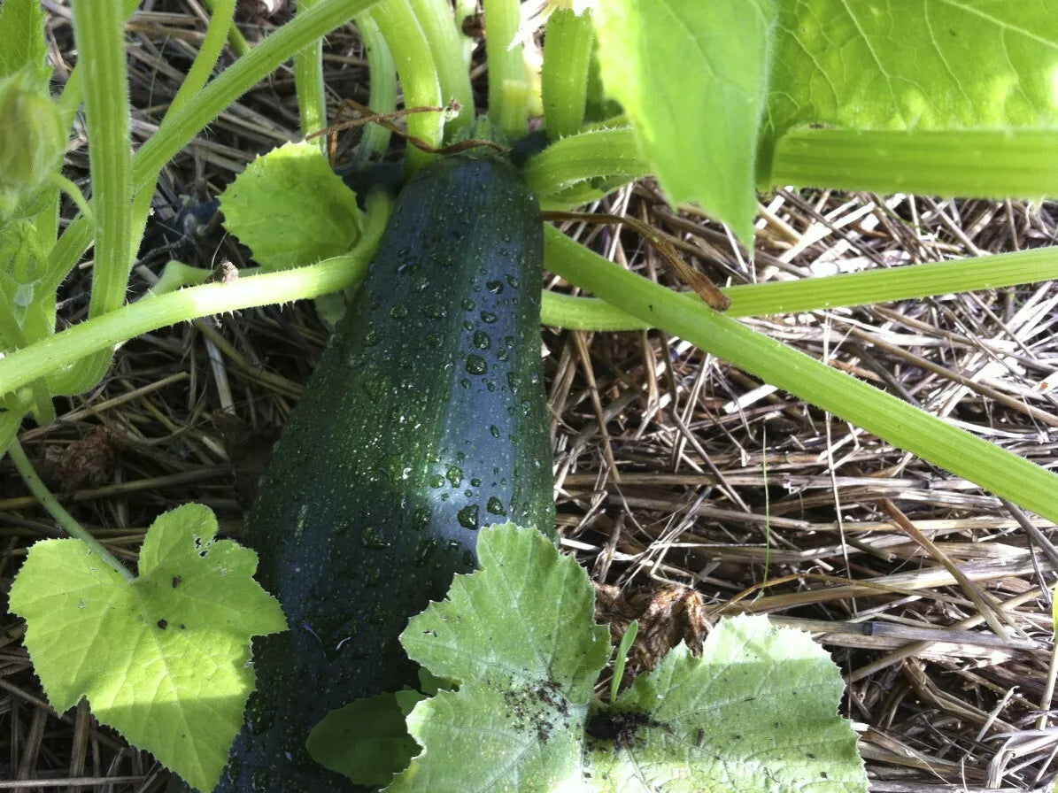 Black Beauty Zucchini Seeds, 1 LB, Non-GMO Summer Squash, Cucurbita pepo, Heirloom Variety