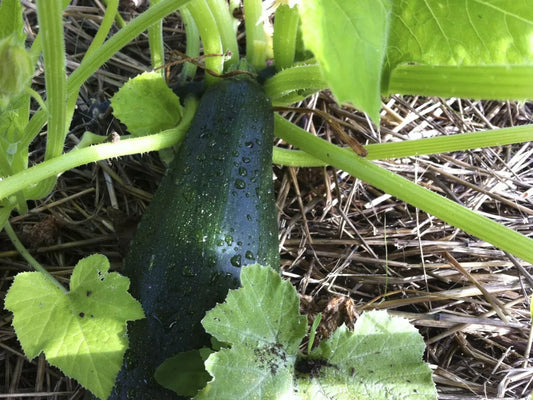 Black Beauty Zucchini Seeds, 1 LB, Non-GMO Summer Squash, Cucurbita pepo, Heirloom Variety