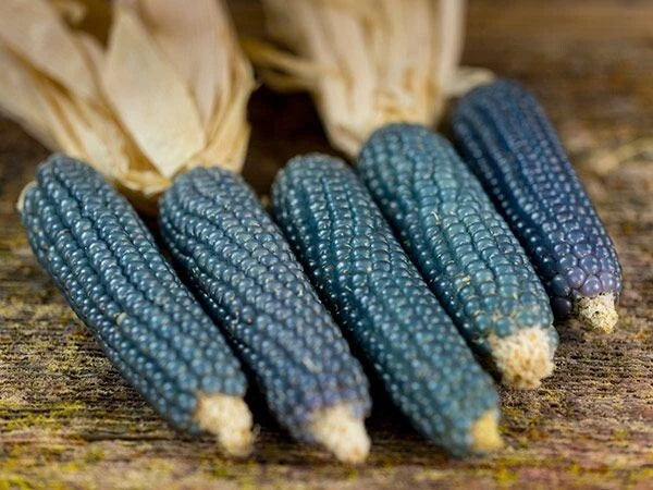 Blue Miniature Popcorn Corn Seeds 25 Ct - NON-GMO Vegetable Seed for Home Garden - Zea mays