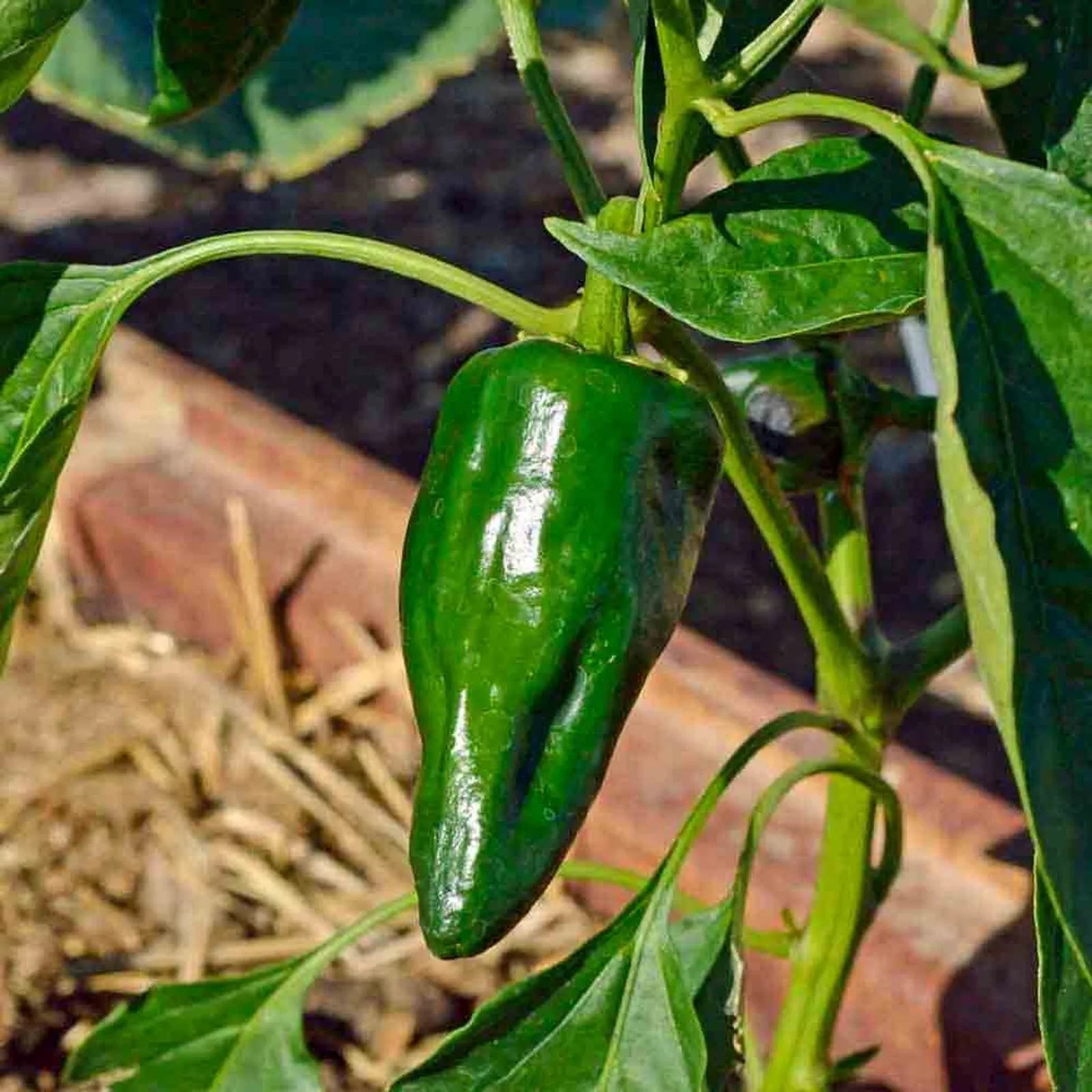 Ancho Poblano Pepper Seeds - 50+ Heirloom Seeds for Gardening - Capsicum annuum