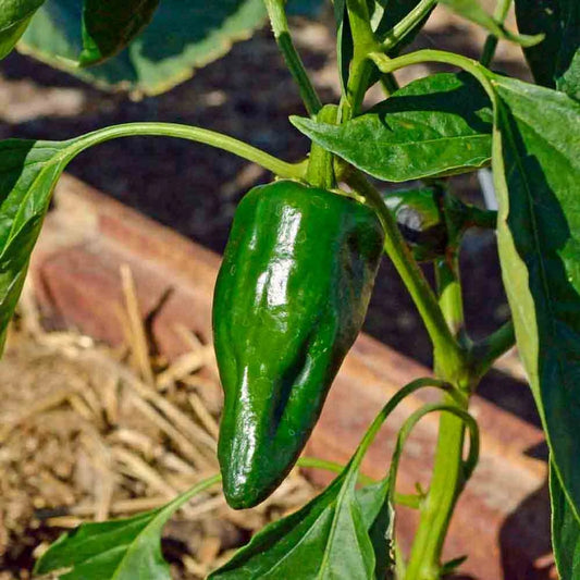 Ancho Poblano Pepper Seeds - 50+ Heirloom Seeds for Gardening - Capsicum annuum