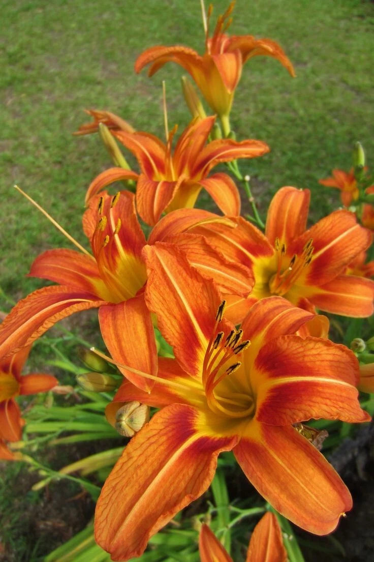 Orange Daylily Plant in Pot, 4' Tall, Hemerocallis fulva, Hardy Perennial with Vibrant Flowers, Easy Care for Garden