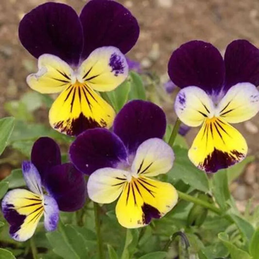 Johnny Jump Ups Seeds - 200 Organic Seeds - Viola tricolor - USA Grown, Free Shipping