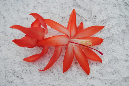 Christmas Cactus Starter Plant - Small Elise Variety - Schlumbergera Truncata - Healthy Well-Rooted Plant for Your Home
