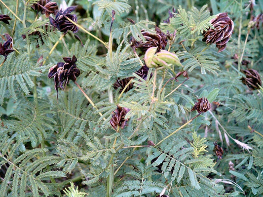 170 Seeds Bundleflower - Fern-Like Foliage - Illinois Bundleflower (Desmanthus illinoensis) - Groco USA - Free Shipping