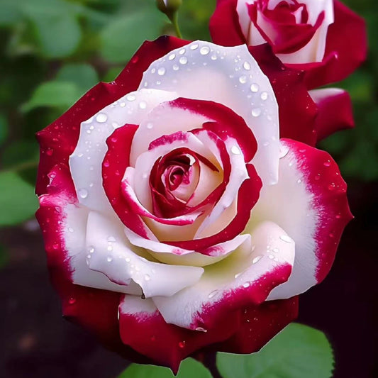 Bi-Color Rose Seeds - 20 Non-GMO Heirloom Red & White Variety - Perfect for Garden Planting - Rosa spp.