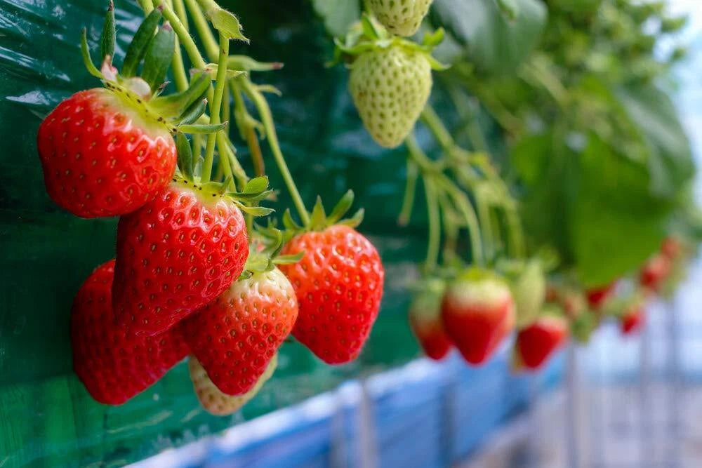 Everbearing Strawberry Seeds - 200+ Seeds - Red Fruit - Fragaria x ananassa