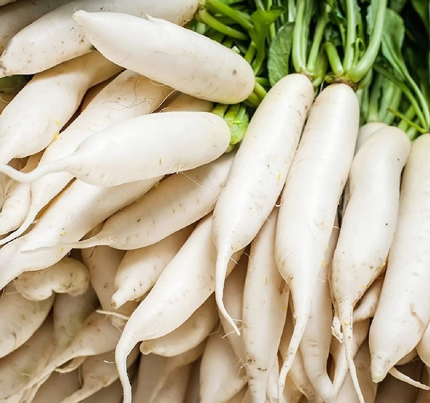 Japanese Daikon Radish Seeds - 100 Heirloom Non-GMO Seeds for Planting - Raphanus sativus var. longipinnatus