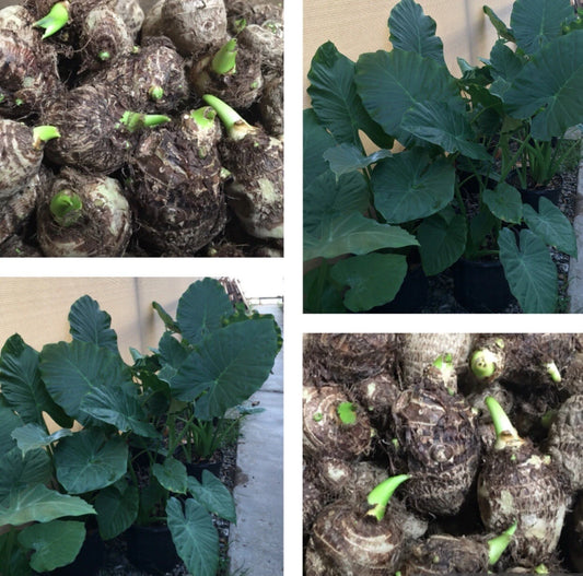 12 Live Colocasia Esculenta Elephant Ear Taro Bulbs - Gabi Kalo for Planting, Ready to Grow
