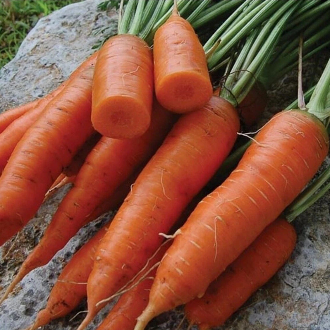 Chantenay Red Core Carrot Seeds, Heirloom Variety, Non-GMO, Vitamin A Rich, Garden Seeds