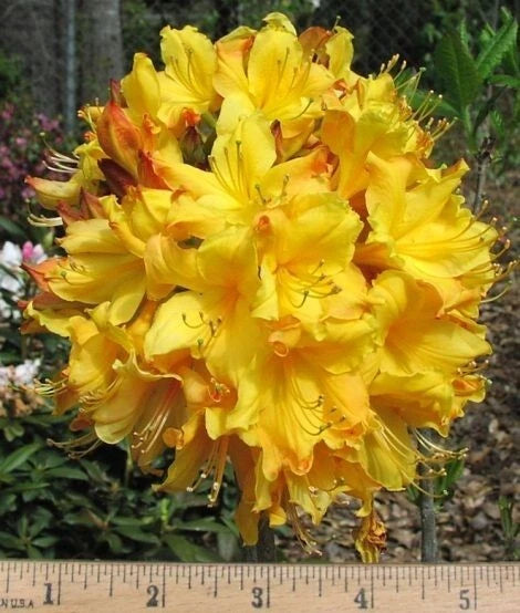 Aromi Azalea Starter Plant - Spring Fanfare Variety - Rhododendron Deciduous - Small Size