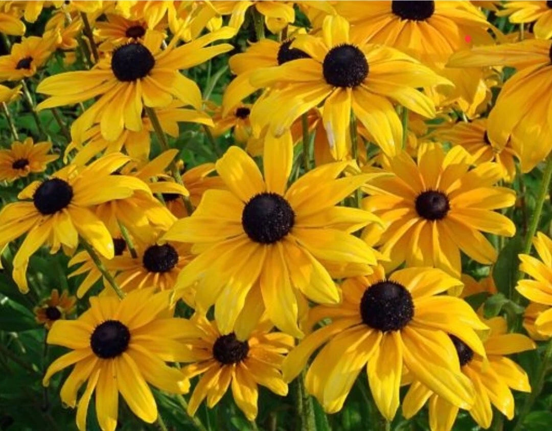 Black Eyed Susan Flower Seeds - 100++ Heirloom Organic Rudbeckia hirta - Fresh Annual Garden Seeds