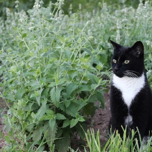 Catnip Seeds 500 Count Non-GMO Perennial Herb for Cats - Nepeta cataria - Happy Kitty Plant