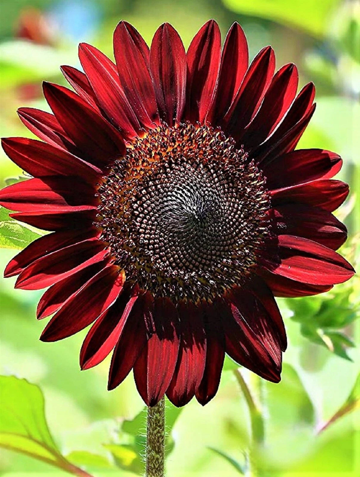 Chocolate Cherry Sunflower Seeds, 40+ Seeds, Helianthus annuus, Buy 4 Get Free Shipping