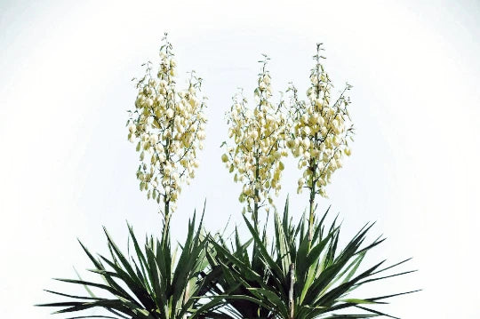 20 Yucca Glauca Soapweed Flower Seeds, Perennial Aloe Variety, Ideal for Soap Making, FREE SHIPPING!