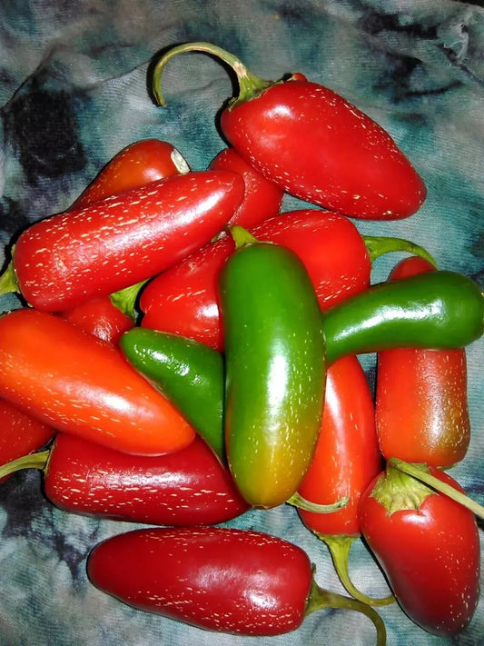 Jalapeno Pepper Seeds - 25+ Heirloom Organic Non-GMO - Capsicum annuum - Fresh