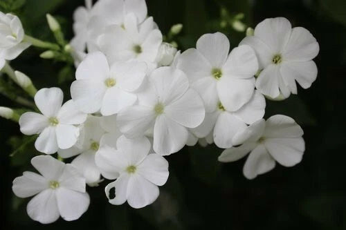 White Phlox Flower Seeds - 50 Pack | Phlox Drummondii - Garden Annuals for Vibrant Blooms