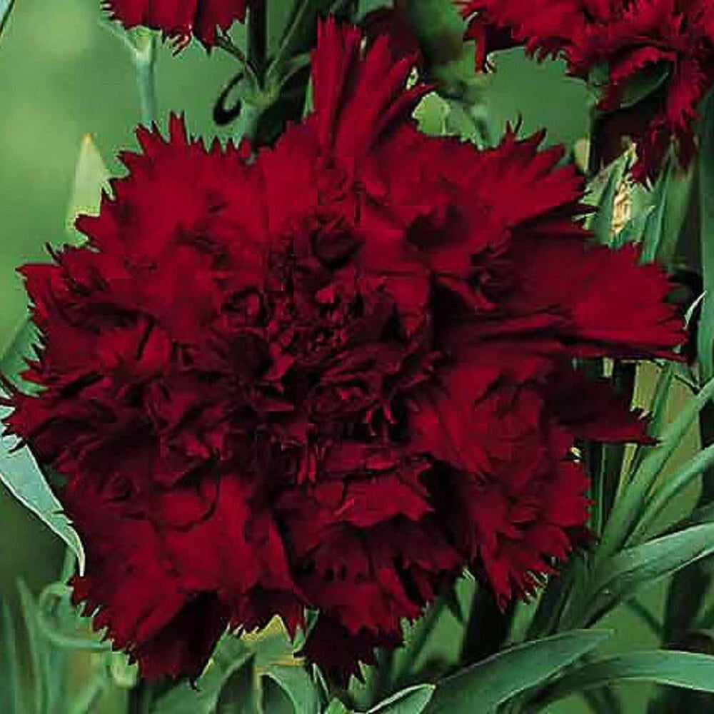 Black King Carnation Seeds - 100 Perennial Seeds - Dianthus Flowers - USA Grown