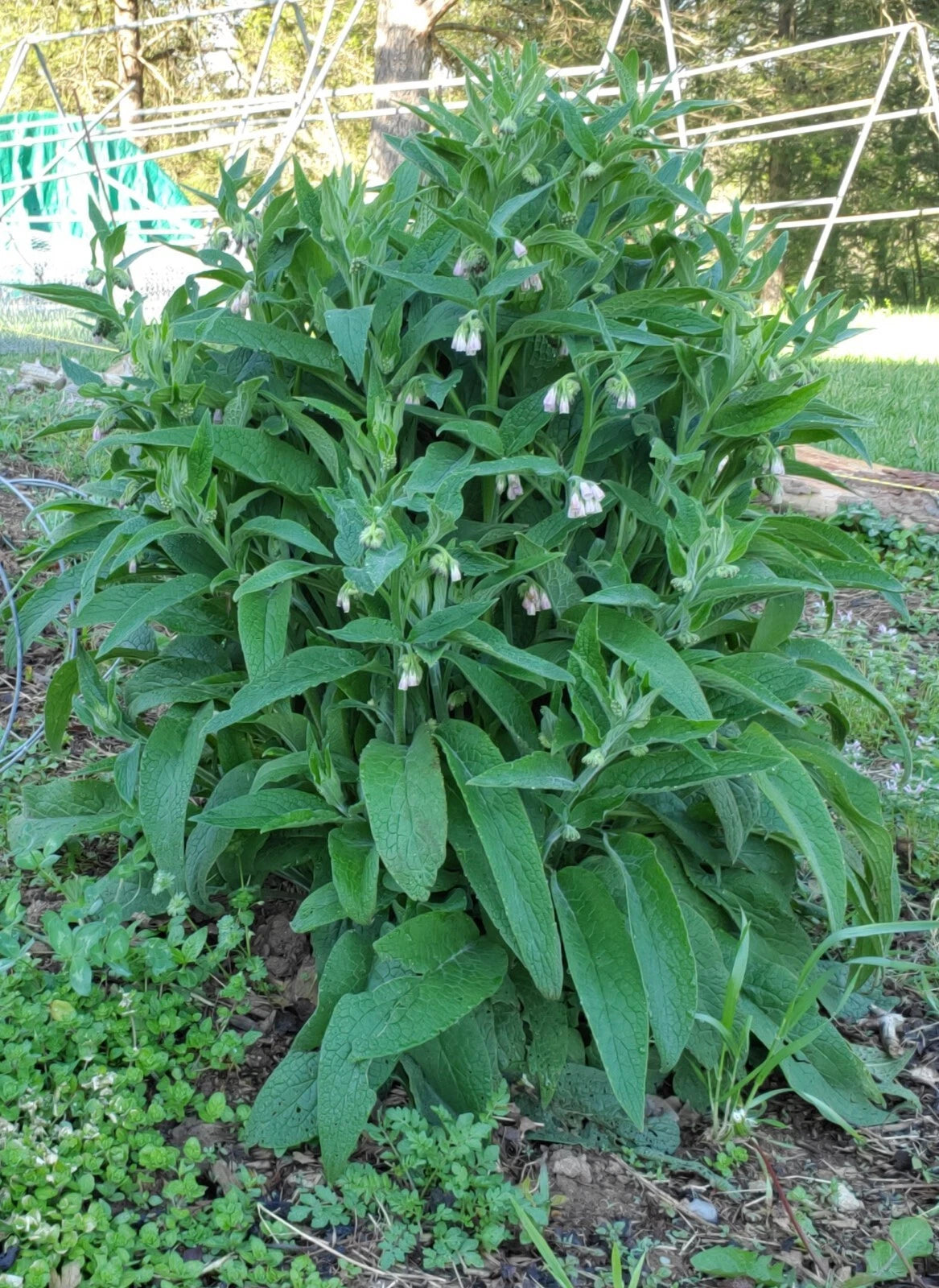 Bocking #4 Russian Comfrey Root Cuttings - Non-invasive, Live Plants - Free Shipping