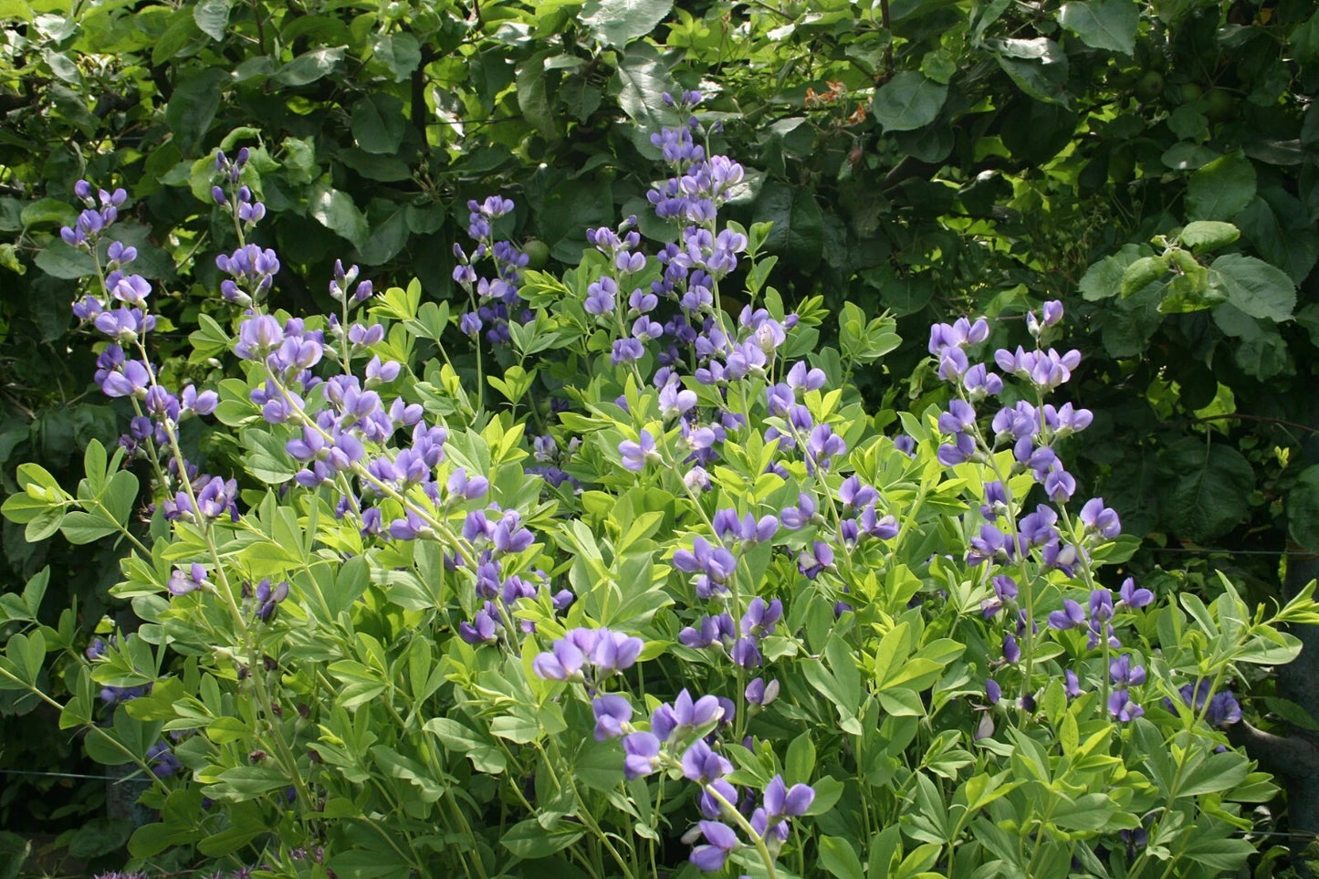 Blue Wild Indigo Seeds, 50 Count, Rattlebush, Baptisia australis, Native Perennial Flower Seeds for Gardens