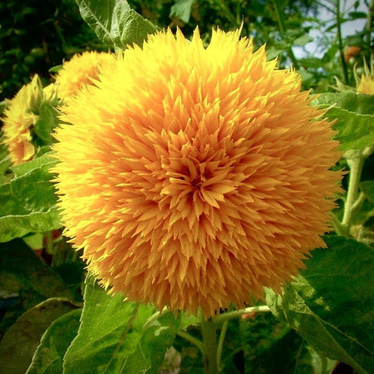 Dwarf Teddy Bear Sunflower Seeds - Non-GMO Heirloom | Rare Variety | Helianthus annuus
