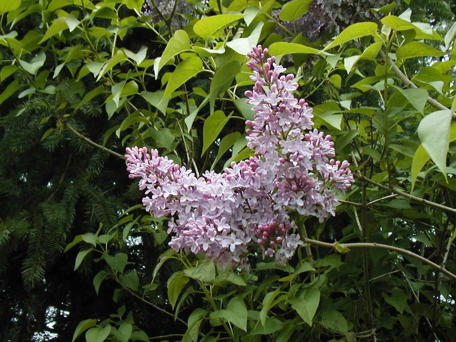 140 Seeds - Lilac Old Fashioned Bush - Syringa vulgaris - Heirloom Flower Seeds for Gardens - GroCo