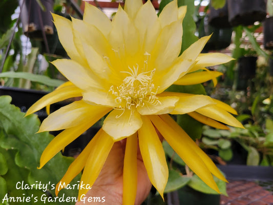 Epiphyllum Cuttings - 8 to 10 Inches Long - Clarity's Marika - Unrooted Cuttings - Exotic Cactus Plant