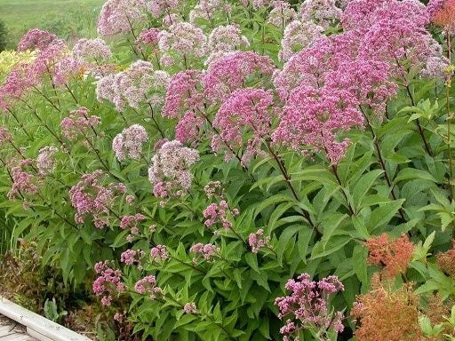 Joe Pye Weed Seeds - 200 Organic Eutrochium Seeds - USA Grown, Free Shipping