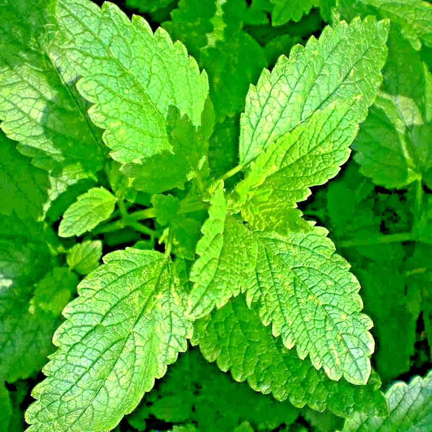 2000+ Lemon Balm Citronella Seeds - Non-GMO Perennial Insect Repellent (Melissa officinalis)