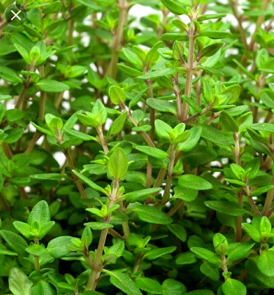 500 Organic Winter Thyme Herb Seeds - Non-GMO, Open Pollinated - Thymus vulgaris