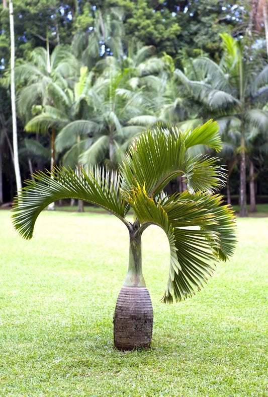 10 Palm Seeds for Planting - Hyophorbe lagenicaulis - Rare Bottle Palm Seeds - Tropical Gardening Supplies