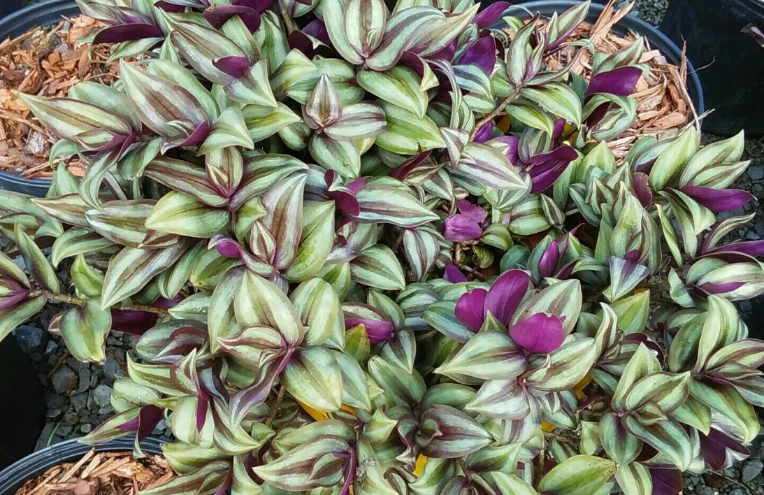 5pc Tradescantia Purple Heart Cuttings | LIVE Wandering Jew Plant | Indoor Houseplant for Home Decor