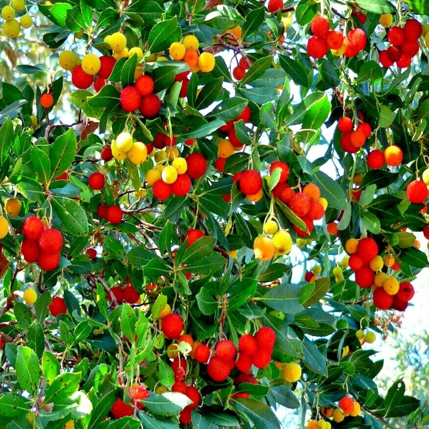 Strawberry Tree Seeds - Arbutus Unedo - Irish Killarney Variety - Rare Garden Fruit Plant Seeds