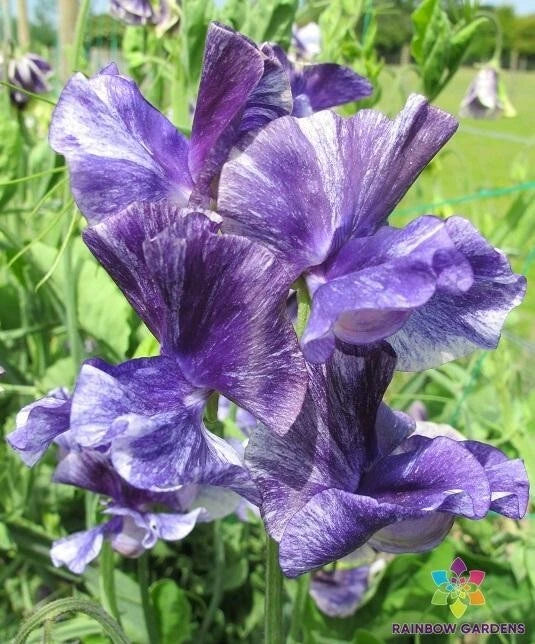 Mr. P Sweet Pea Seeds - 50+ Pack - Garden Planting - Lathyrus odoratus - USA