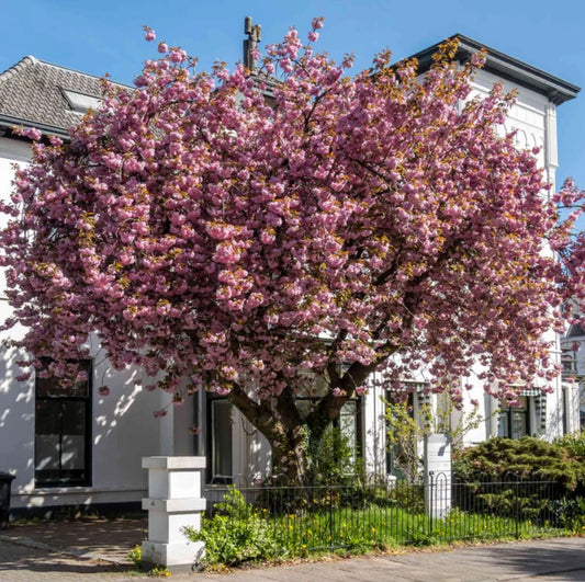 Kwanzan Cherry Tree Set - 8-14" Live Plants - Pink Flowers - Prunus serrulata - 2.5" Pot - Outdoor Organic