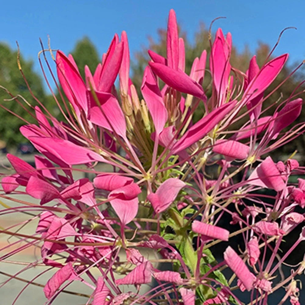 Cerise Spider Seeds - 100 Pack - Clome Spinosa - Perennial Flower Seeds for Butterflies & Bees - US Seller