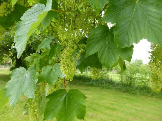 American Sycamore Seeds - 100 Count - Platanus occidentalis - Native Tree Seeds for Planting and Landscaping