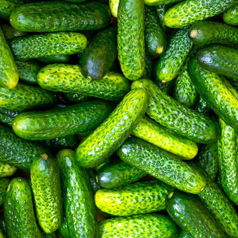 Gherkin Cucumber Seeds - Parisian Variety - French Cornichon - Perfect for 2025 Planting - Cucumis sativus