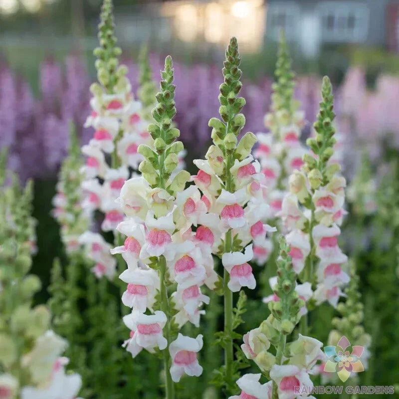 Appleblossom Snapdragon Seeds - 1000+ Bulk Pack for Garden Planting - Antirrhinum majus - USA Grown