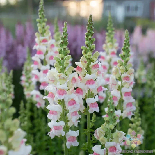 Appleblossom Snapdragon Seeds - 1000+ Bulk Pack for Garden Planting - Antirrhinum majus - USA Grown