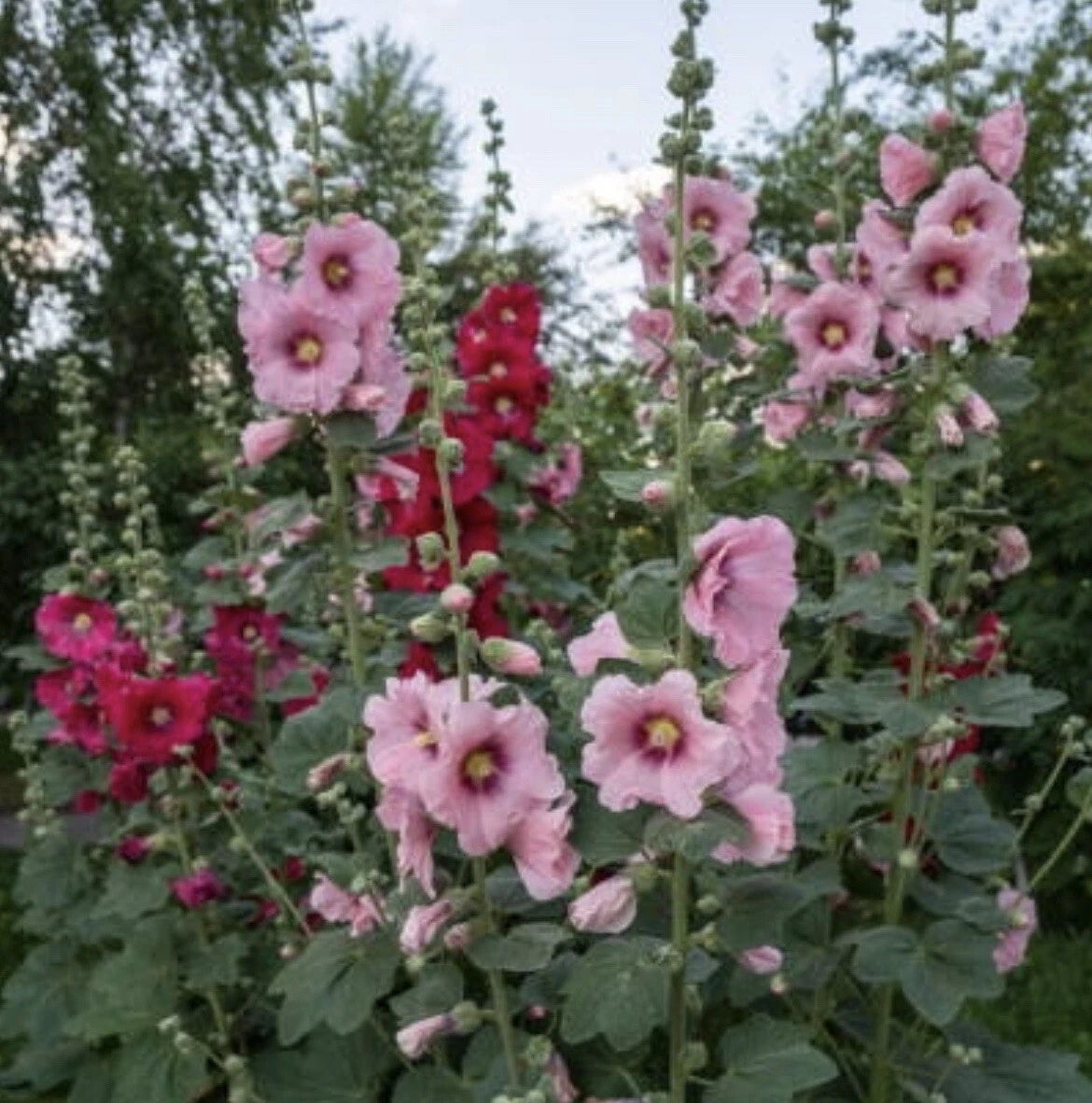 Indian Spring Hollyhock Flower Seeds - 60+ Seeds - Colorful Perennial Garden Plant (Alcea rosea)