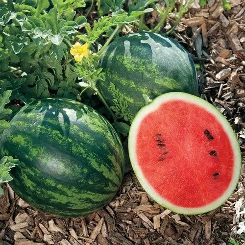 Mini Love Watermelon Seeds - 50+ Pack for Garden Planting - Citrullus lanatus - USA Grown, Free Shipping