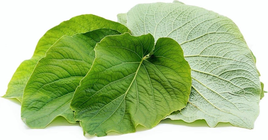 Piper Auritum Root Beer Plant - Rooted Mexican Pepperleaf Hoja Santa ...